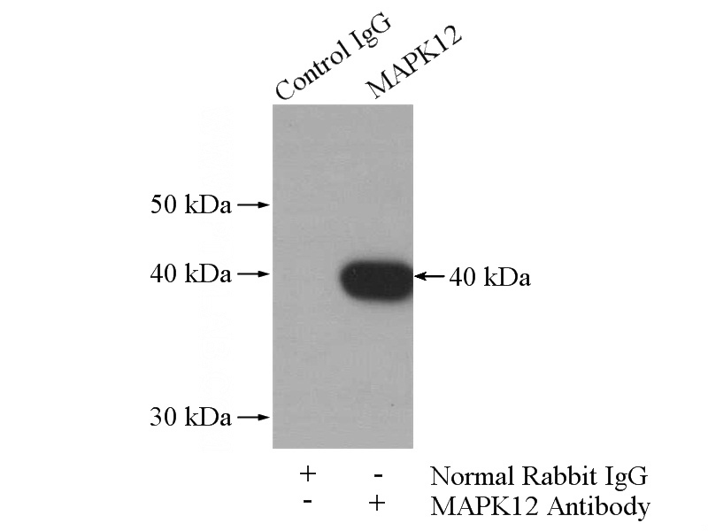 IP Result of anti-MAPK12 (IP:Catalog No:112432, 4ug; Detection:Catalog No:112432 1:800) with mouse skeletal muscle tissue lysate 2200ug.