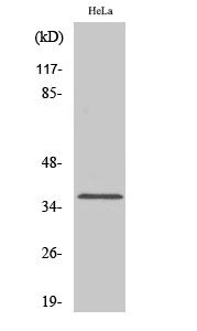 Fig1:; Western Blot analysis of various cells using Olfactory receptor 1D4/1D5 Polyclonal Antibody diluted at 1: 2000