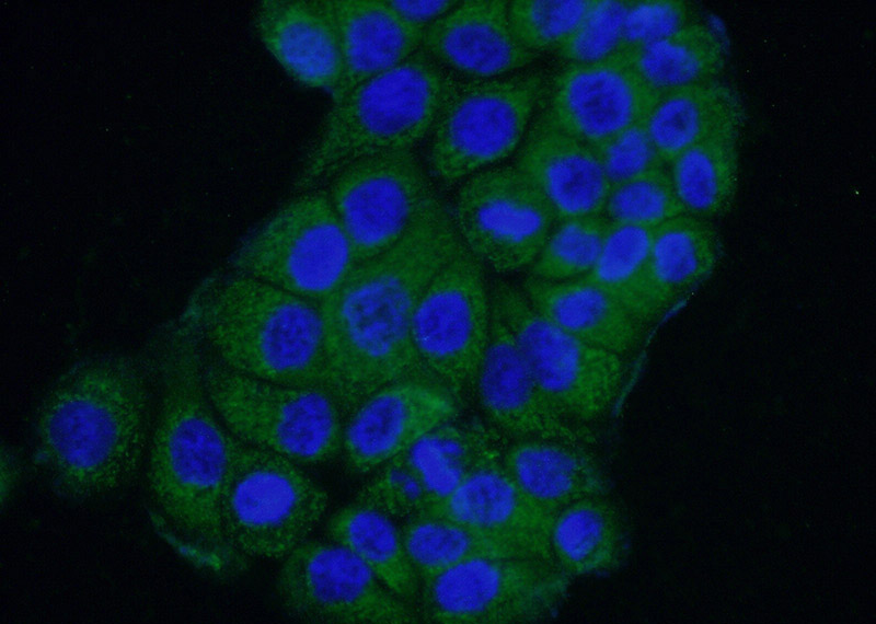 Immunofluorescent analysis of (-20oc Ethanol) fixed COLO 320 cells using Catalog No:115055(SAMD9L Antibody) at dilution of 1:50 and Alexa Fluor 488-congugated AffiniPure Goat Anti-Rabbit IgG(H+L)