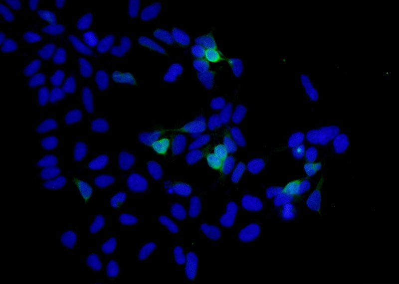 Immunofluorescent analysis of Transfected HEK-293 cells using Catalog No:117294(6*His, His-Tag Antibody) at dilution of 1:25 and Alexa Fluor 488-congugated AffiniPure Goat Anti-Mouse IgG(H+L)
