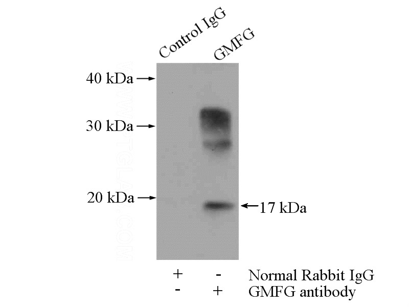 IP Result of anti-GMFG (IP:Catalog No:111099, 4ug; Detection:Catalog No:111099 1:500) with mouse spleen tissue lysate 4000ug.