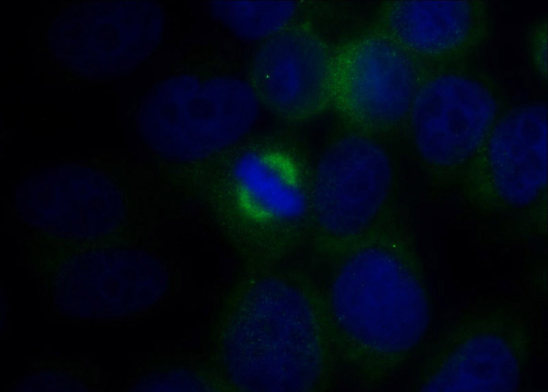 Immunofluorescent analysis of HeLa cells using Catalog No:115750(SURVIVIN-Specific Antibody) at dilution of 1:50 and Alexa Fluor 488-congugated AffiniPure Goat Anti-Rabbit IgG(H+L)