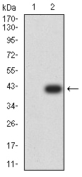 Fig2: Western blot analysis of PAK3 on HEK293 (1) and PAK3-hIgGFc transfected HEK293 (2) cell lysate using anti-PAK3 antibody at 1/1,000 dilution.