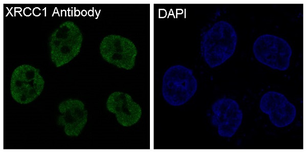 Immunofluorescent analysis of Hela cells, using XRCC1 Antibody .