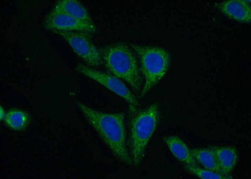 Immunofluorescent analysis of (10% Formaldehyde) fixed HepG2 cells using Catalog No:113739(PCK1 Antibody) at dilution of 1:50 and Alexa Fluor 488-congugated AffiniPure Goat Anti-Rabbit IgG(H+L)