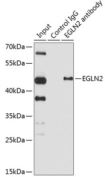 Immunoprecipitation - EGLN2 Polyclonal Antibody 