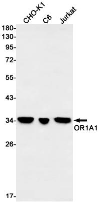 Western blot detection of OR1A1 in CHO-K1,C6,Jurkat cell lysates using OR1A1 Rabbit mAb(1:1000 diluted).Predicted band size:35kDa.Observed band size:35kDa.