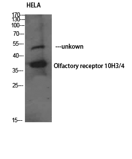 Fig1:; Western Blot analysis of HELA using Olfactory receptor 10H3/4 Polyclonal Antibody. Antibody was diluted at 1:1000