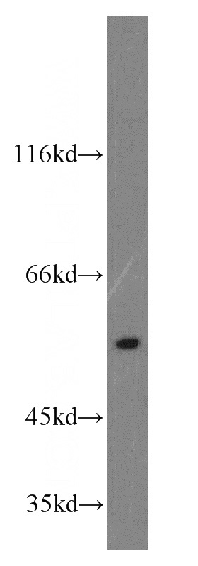 HEK-293 cells were subjected to SDS PAGE followed by western blot with Catalog No:114655(RHCG antibody) at dilution of 1:300
