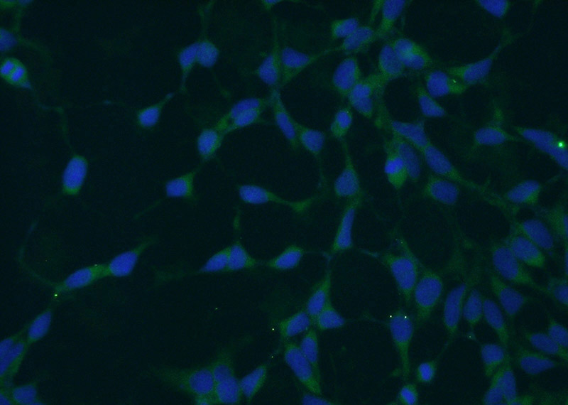 Immunofluorescent analysis of HEK-293 cells using Catalog No:116575(UROD Antibody) at dilution of 1:50 and Alexa Fluor 488-congugated AffiniPure Goat Anti-Rabbit IgG(H+L)