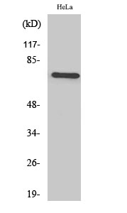 Fig1:; Western Blot analysis of various cells using TFIIIB90-1 Polyclonal Antibody cells nucleus extracted by Minute TM Cytoplasmic and Nuclear Fractionation kit (SC-003,Inventbiotech,MN,USA).