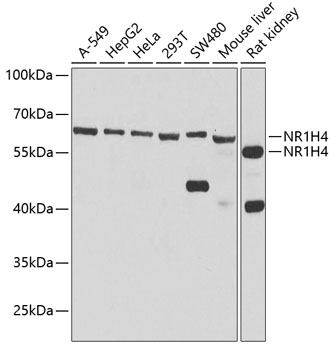Western blot - NR1H4 Polyclonal Antibody 
