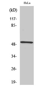 Fig1:; Western Blot analysis of various cells using RSAD1 Polyclonal Antibody