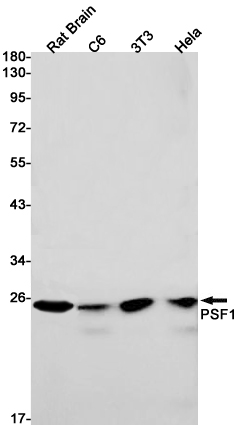 Western blot detection of PSF1 in Rat Brain,C6,3T3,Hela cell lysates using PSF1 Rabbit pAb(1:1000 diluted).Predicted band size:23kDa.Observed band size:23kDa.