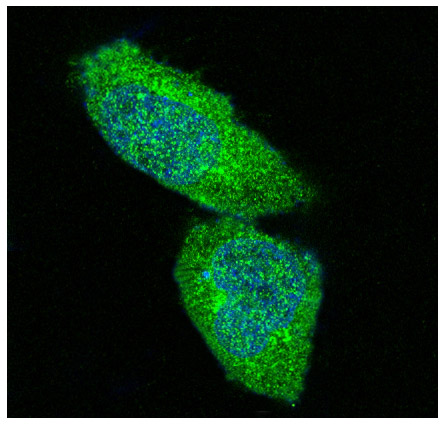 Immunofluorescent analysis of Hela cells, using ERK1/2 Antibody.