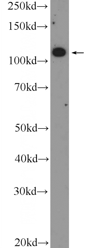 RAW 264.7 cells were subjected to SDS PAGE followed by western blot with Catalog No:111634(IGSF2 Antibody) at dilution of 1:300