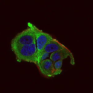 Immunofluorescence analysis of MCF-7 cells using DDIT3 mouse mAb (green). Blue