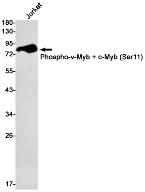 Western blot detection of Phospho-v-Myb + c-Myb (Ser11) in Jurkat cell lysates using Phospho-v-Myb + c-Myb (Ser11) Rabbit mAb(1:1000 diluted).Predicted band size:72kDa.Observed band size:80kDa.