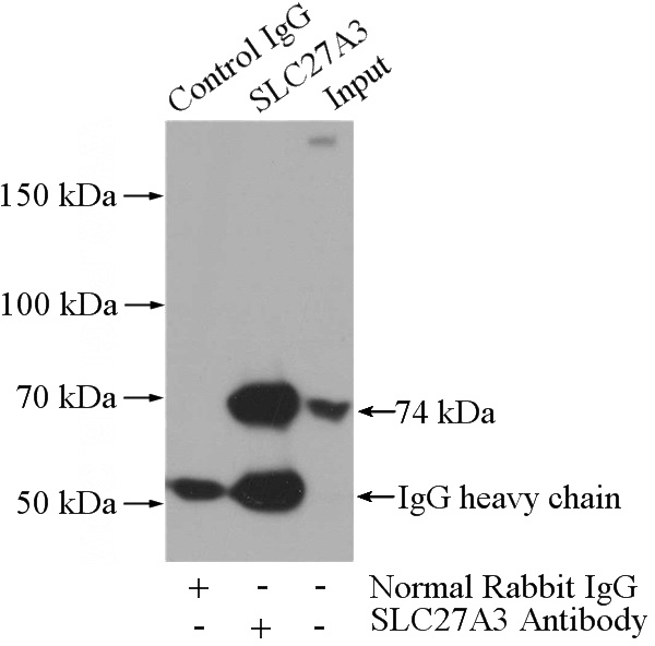IP Result of anti-SLC27A3 (IP:Catalog No:115363, 4ug; Detection:Catalog No:115363 1:500) with mouse testis tissue lysate 4000ug.