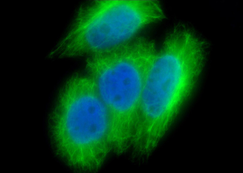 Immunofluorescent analysis of HeLa cells using Catalog No:109801(KRT19 Antibody) at dilution of 1:25 and Alexa Fluor 488-congugated AffiniPure Goat Anti-Rabbit IgG(H+L)