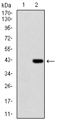 Western blot analysis using SDC1 mAb against HEK293 (1) and SDC1 (AA