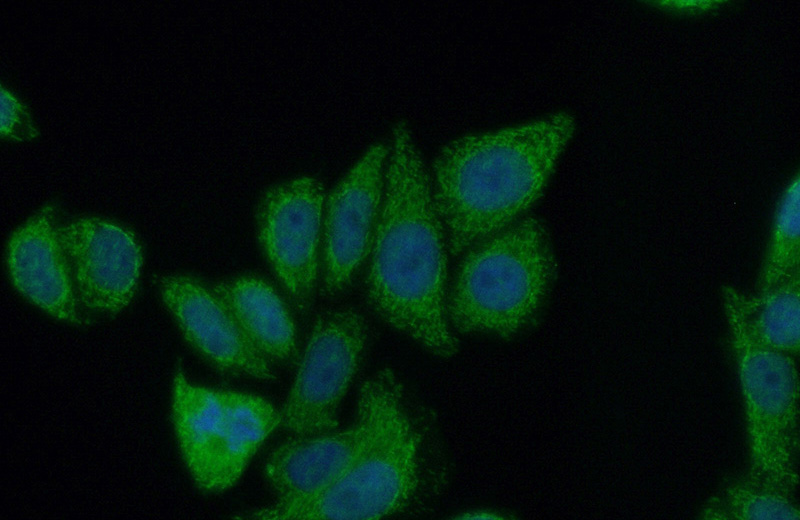Immunofluorescent analysis of (10% Formaldehyde) fixed HepG2 cells using Catalog No:113760(PCYT2 Antibody) at dilution of 1:50 and Alexa Fluor 488-congugated AffiniPure Goat Anti-Rabbit IgG(H+L)
