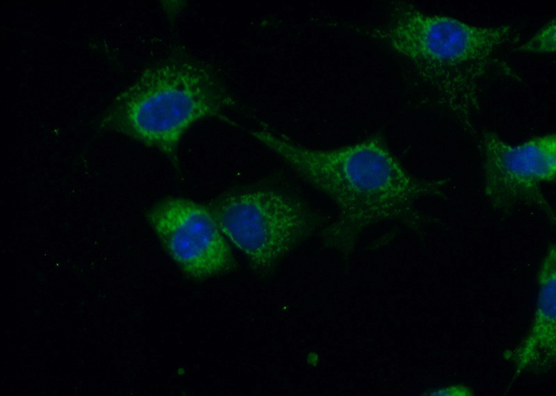 Immunofluorescent analysis of (10% Formaldehyde) fixed NIH/3T3 cells using Catalog No:108745(CA13 Antibody) at dilution of 1:50 and Alexa Fluor 488-congugated AffiniPure Goat Anti-Rabbit IgG(H+L)