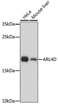 Western blot - ARL4D Polyclonal Antibody 