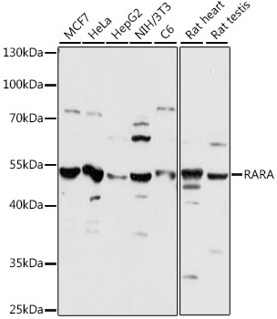 Western blot - RARA Polyclonal Antibody 