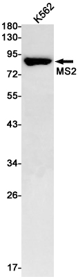 Western blot detection of MS2 in K562 cell lysates using MS2 Rabbit pAb(1:1000 diluted).Predicted band size:89kDa.Observed band size:89kDa.