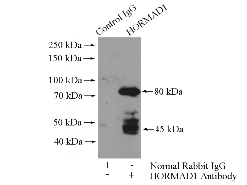 IP Result of anti-HORMAD1 (IP:Catalog No:111525, 4ug; Detection:Catalog No:111525 1:500) with mouse testis tissue lysate 4000ug.