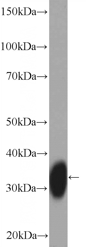 Raji cells were subjected to SDS PAGE followed by western blot with Catalog No:111420(HLA-DPA1 Antibody) at dilution of 1:1000