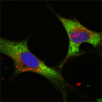 Confocal immunofluorescence analysis of NTERA-2 cells using LIN28 mouse mAb (green). Blue: DRAQ5 fluorescent DNA dye.