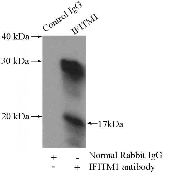 IP Result of anti-IFITM1 (IP:Catalog No:111622, 4ug; Detection:Catalog No:111622 1:500) with ROS1728 cells lysate 3200ug.