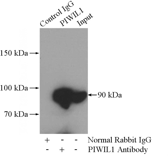 IP Result of anti-PIWIL1 (IP:Catalog No:113841, 4ug; Detection:Catalog No:113841 1:500) with mouse testis tissue lysate 2400ug.