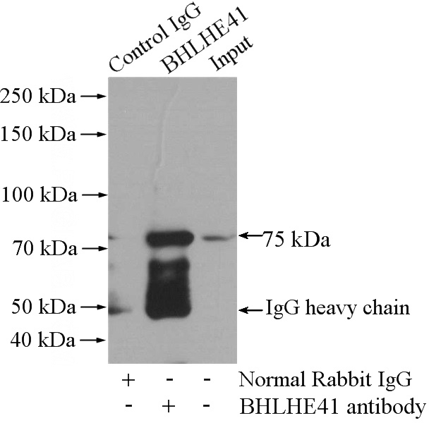IP Result of anti-BHLHE41 (IP:Catalog No:117139, 4ug; Detection:Catalog No:117139 1:1000) with mouse brain tissue lysate 3440ug.