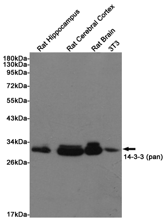 Western blot detection of 14-3-3 (pan) in Rat Hippocampus, Rat Cerebral Cortex and Rat Brain lysates using 14-3-3 (pan) Rabbit pAb (1:500 diluted). Predicted band size: 27~29KDa. Observed band size:27~29KDa.