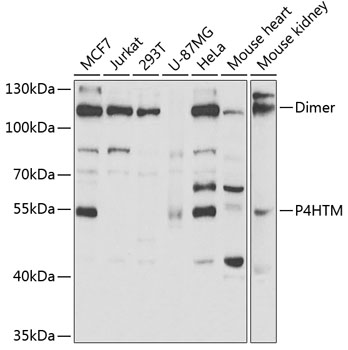 Western blot - P4HTM Polyclonal Antibody 