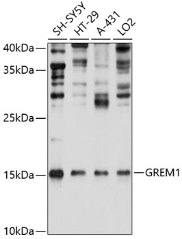 Western blot - GREM1 Polyclonal Antibody 