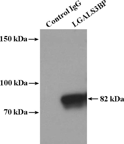 IP Result of anti-LGALS3BP (IP:Catalog No:112205, 4ug; Detection:Catalog No:112205 1:300) with HepG2 cells lysate 3480ug.