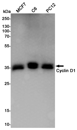 Western blot detection of Cyclin D1 in MCF7,C6,PC12 cell lysates using Cyclin D1 Rabbit pAb(1:1000 diluted).Predicted band size:34KDa.Observed band size:36KDa.
