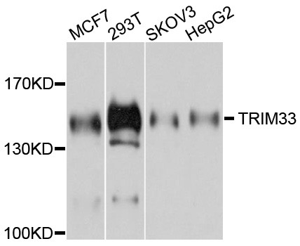Western blot - TRIM33 Polyclonal Antibody 