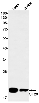 Western blot detection of SF20 in Hela,Jurkat cell lysates using SF20 Rabbit mAb(1:1000 diluted).Predicted band size:19kDa.Observed band size:19kDa.