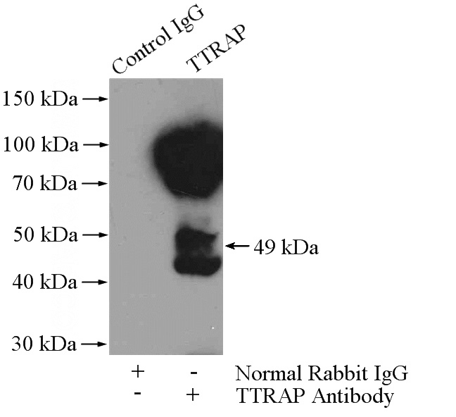 IP Result of anti-TTRAP (IP:Catalog No:116482, 4ug; Detection:Catalog No:116482 1:500) with mouse spleen tissue lysate 4800ug.