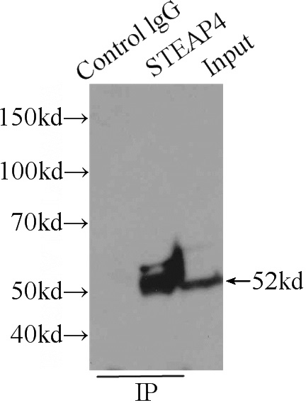 IP Result of anti-STEAP4 (IP:Catalog No:115706, 4ug; Detection:Catalog No:115706 1:1000) with A549 cells lysate 1600ug.