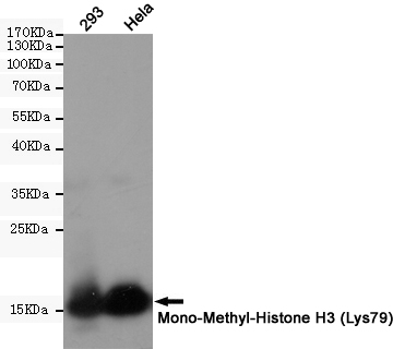 Western blot detection of Mono-Methyl-Histone H3 in 293,Hela cell lysates using Mono-Methyl-Histone H3 (Lys79) (9E3) Mouse mAb(1:1000 diluted).Predicted band size:15KDa.Observed band size:15KDa.