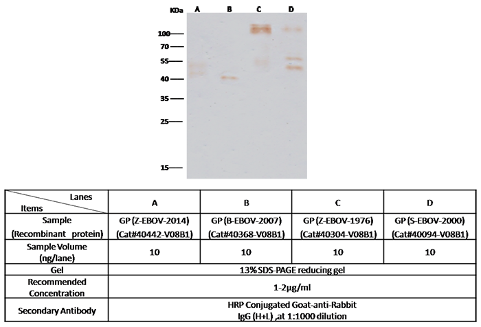 Ebola virus EBOV (subtype Bundibugyo, strain Uganda 2007) Glycoprotein / GP Antibody, Rabbit PAb, Antigen Affinity Purified, Western blot