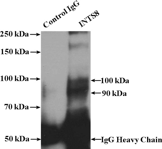 IP Result of anti-INTS8 (IP:Catalog No:111810, 4ug; Detection:Catalog No:111810 1:500) with HeLa cells lysate 4000ug.