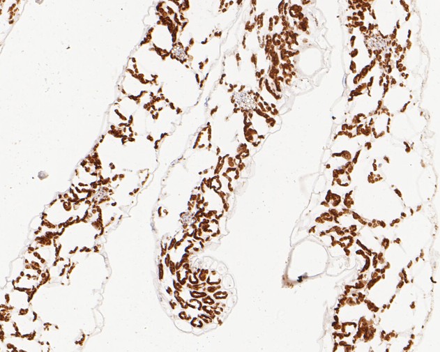 Fig2:; Immunohistochemical analysis of paraffin-embedded A. thaliana tissue using anti-AP-4 complex subunit epsilon antibody. The section was pre-treated using heat mediated antigen retrieval with Tris-EDTA buffer (pH 9.0) for 20 minutes. The tissues were blocked in 5% BSA for 30 minutes at room temperature, washed with ddH; 2; O and PBS, and then probed with the primary antibody ( 1/50) for 30 minutes at room temperature. The detection was performed using an HRP conjugated compact polymer system. DAB was used as the chromogen. Tissues were counterstained with hematoxylin and mounted with DPX.