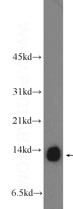 mouse brain tissue were subjected to SDS PAGE followed by western blot with Catalog No:109491(COX5A Antibody) at dilution of 1:800